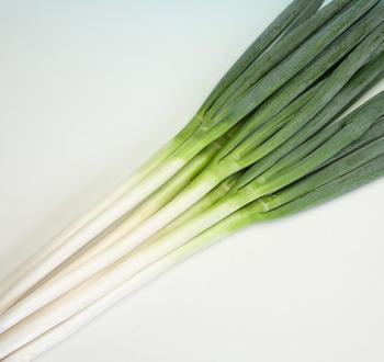 金長3号 | Vilmorin Mikado Japan 金長3号 | Vilmorin Mikado Japan